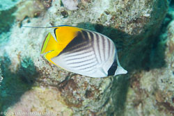 BD-120422-St-Johns-6021-Chaetodon-auriga.-Forsskål.-1775-[Threadfin-butterflyfish.-Flaggfisk].jpg